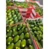 AUS SHAPED AVOCADO 28/30PCS (SPU)