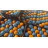 SA NAVEL ORANGE 55PCS (SPU)