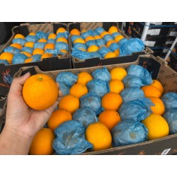 SA NAVEL ORANGE 55PCS (SPU)