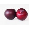BLACK PLUM