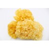 SNOW FUNGUS