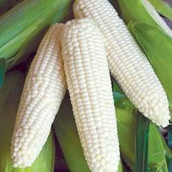 PEARL CORN (2PCS)