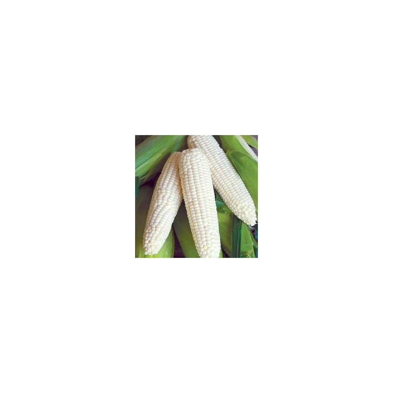 PEARL CORN (2PCS)