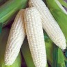 PEARL CORN (2PCS)