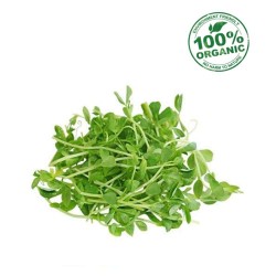 ORGANIC PEA SPROUT