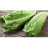 cos lettuce 260g+-
