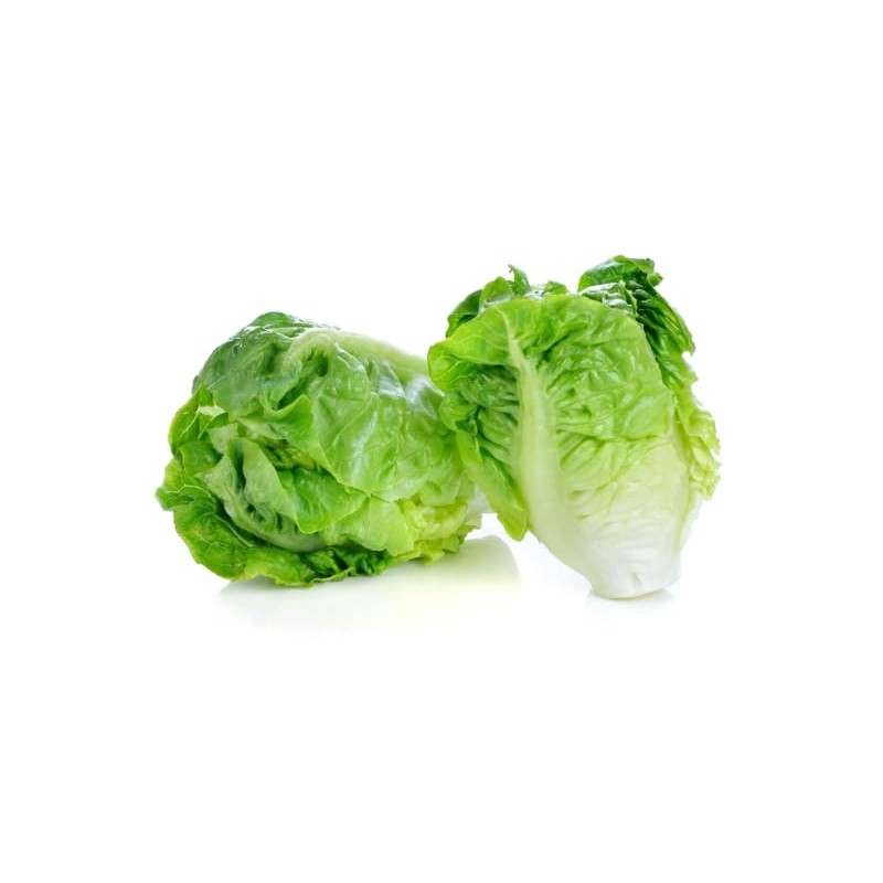 ORGANIC MINI COS LETTUCE