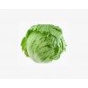 ORG HEAD LETTUCE