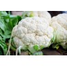 CAULIFLOWER